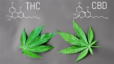 Quina diferència hi ha entre el THC i el CBD