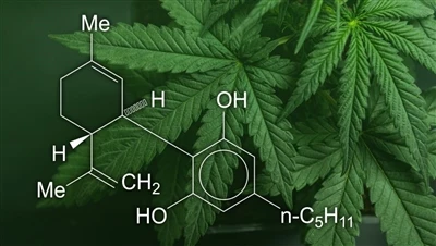 CBD, marihuana i cànem: quina diferència hi ha entre aquests productes de càn...