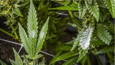 Com trobar productes CBD de qualitat