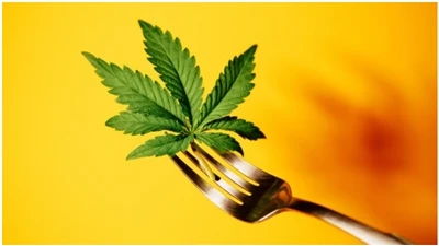 Preguntes freqüents sobre CBD
