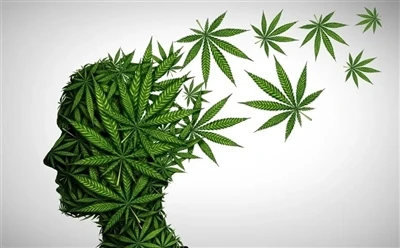 Com utilitzar l'oli de CBD per obtenir beneficis òptims: guia completa?